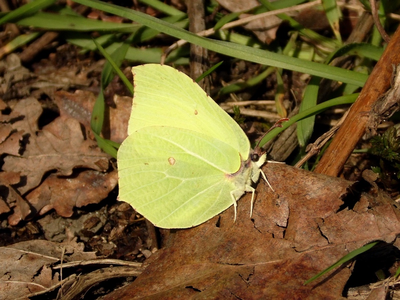 Parco del Ticino : Primavera